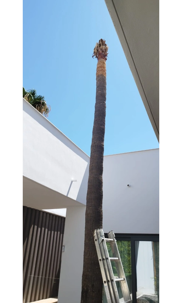 palmera alta en una casa de marbella