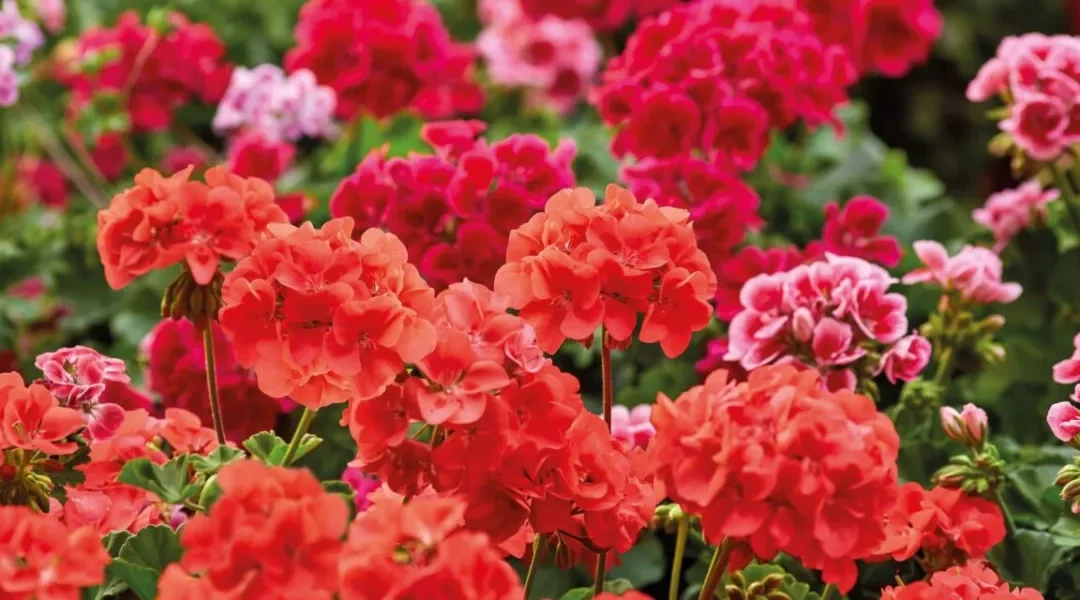geranios rojos y sanos muy bonitos