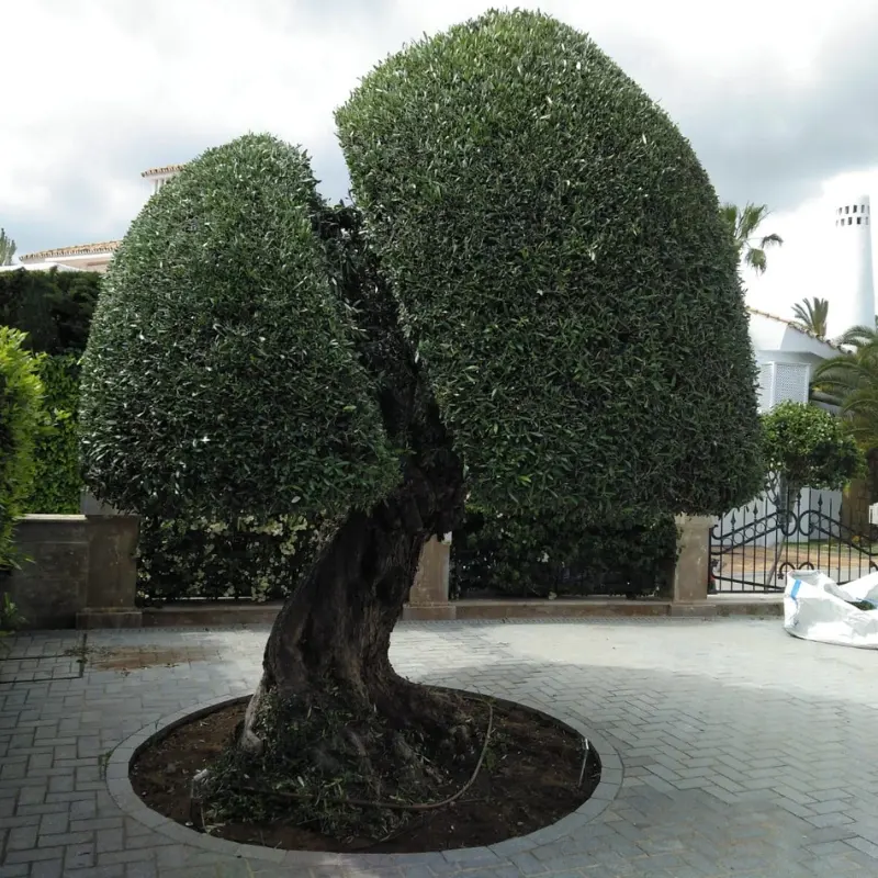 arbol podado diseño original